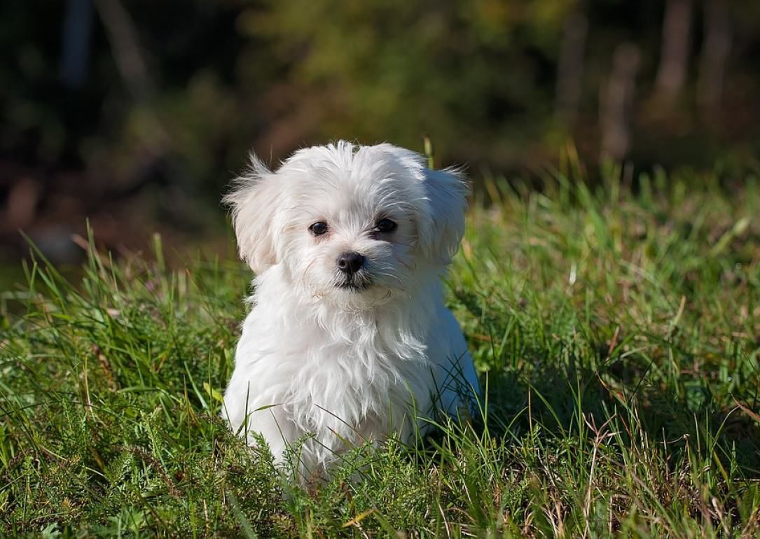 #10. Maltese
